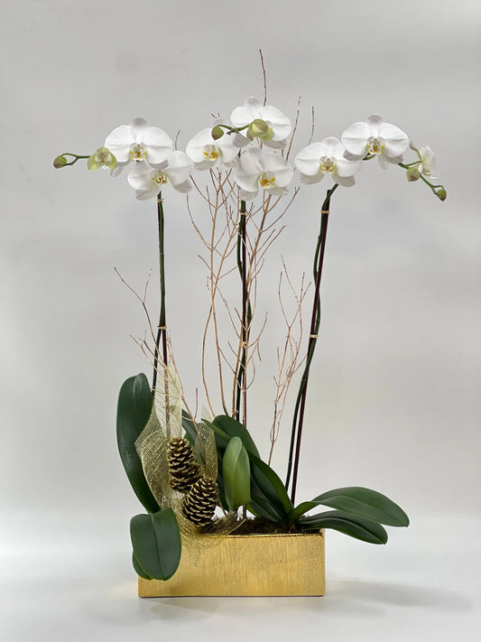 Classic Winter Orchid