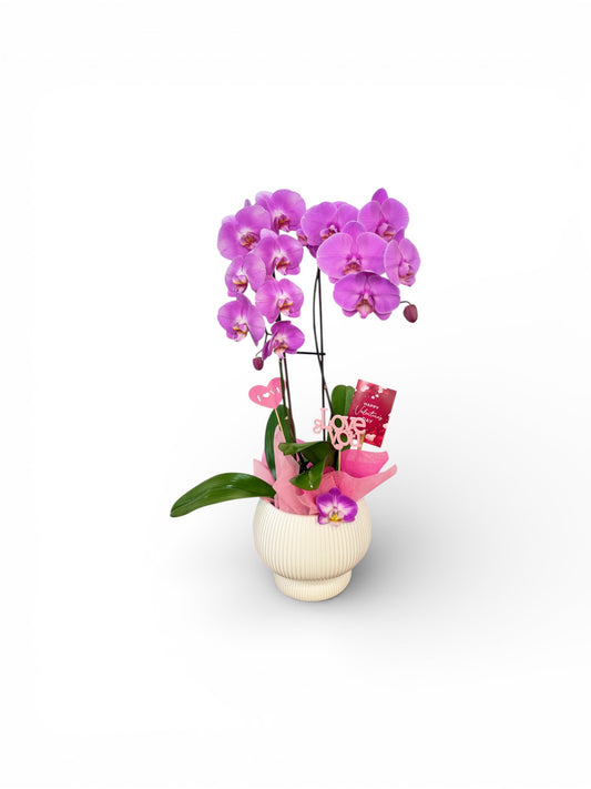Love Symphony Orchid
