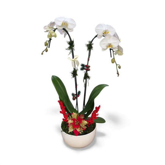Winter Harmony Orchid Arrangement