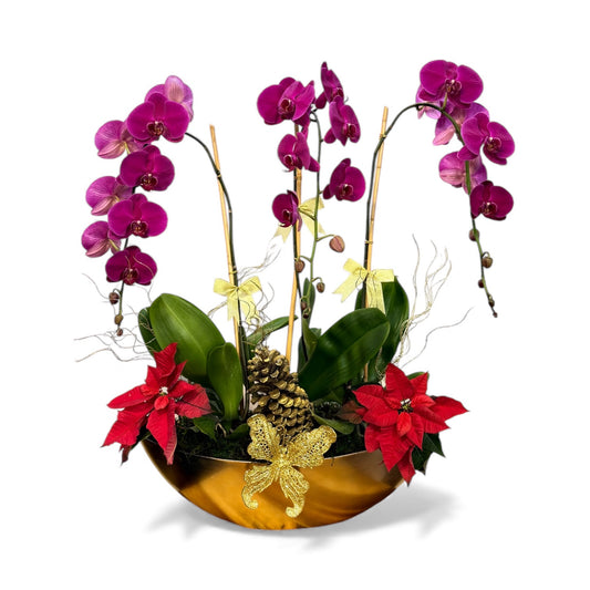 Holiday Grace Orchid Arrangement