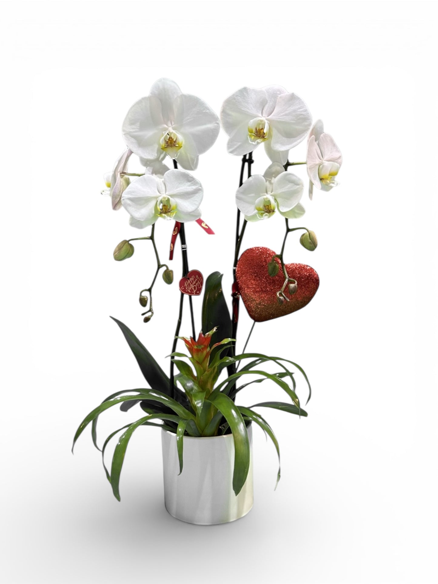 Valentine’s White Orchid Arrangement