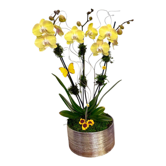 Hondarribia Orchid Arrangement