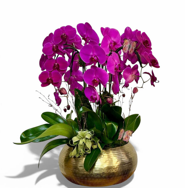 Madrid Orchid Arrangement