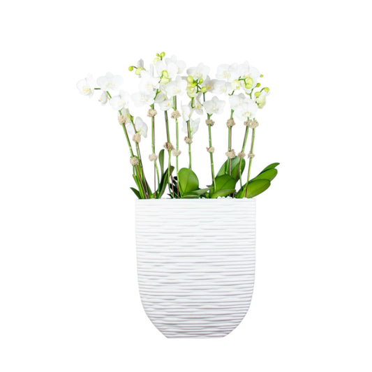 Turia Orchid Arrangement