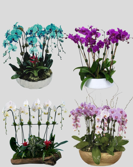 Extra Large Orchid Arrangements – Monthly Subscription