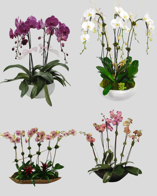 Large Orchid Arrangements – Monthly Subscription