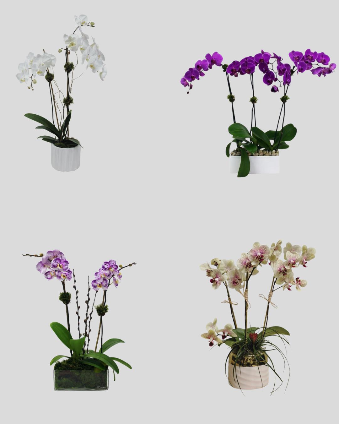 Medium Orchid Arrangements – Monthly Subscription