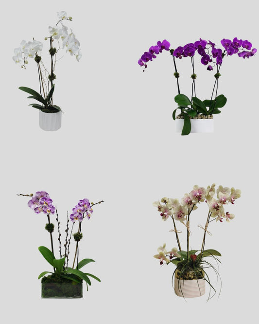 Medium Orchid Arrangements – Monthly Subscription
