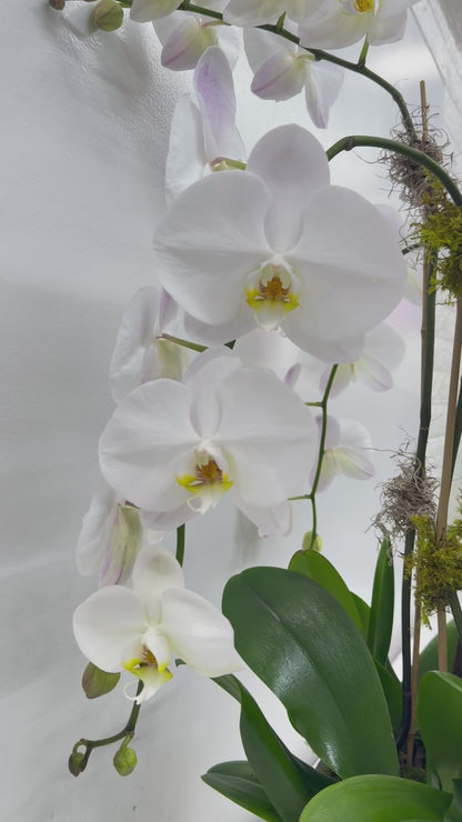 Luxury White Orchid Garden - La Gomera