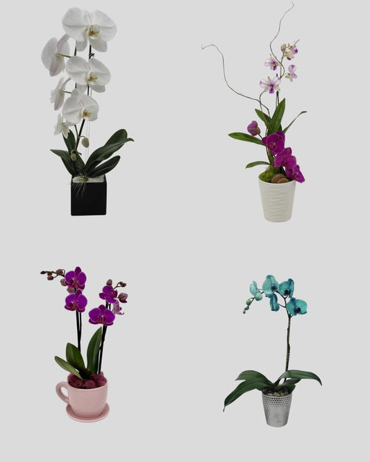 Small Orchid Arrangements – Monthly Subscription